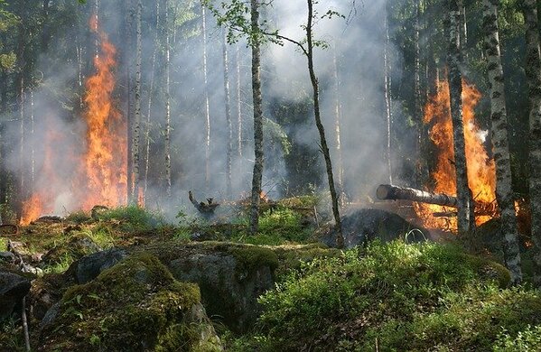 Лісові пожежі: яке покарання чекає на винуватців