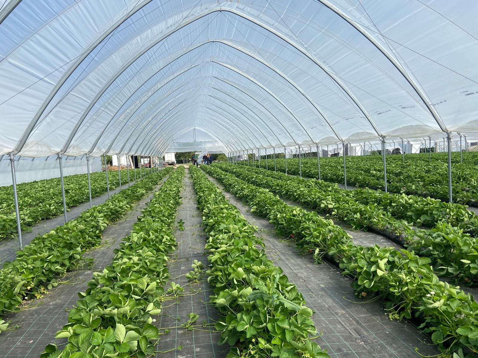 Вимоги безпеки під час виконання робіт у захищеному грунті